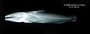 Microglanis poecilus FMNH 47365 holo lat x